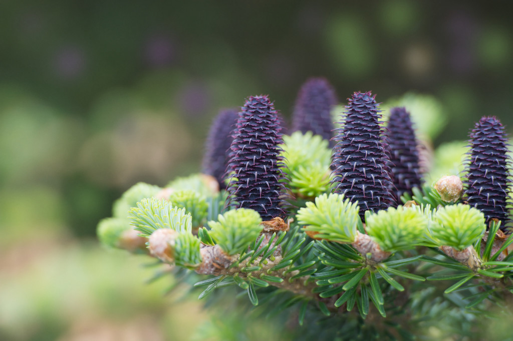 Branch of Korean Fir (Abies koreana) with new purple-blue cones and fresh young shoots in spring. Focus (shallow DOF) has been placed over the nearest cones - the background is blurred.