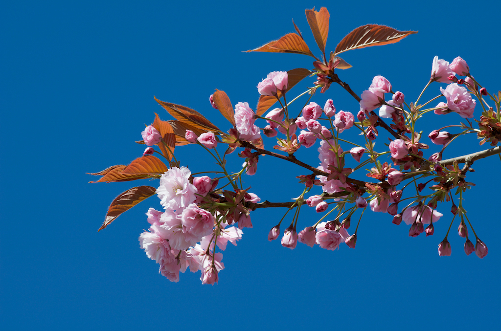 Cherry blossoms (sakura) and clear blue sky in spring.