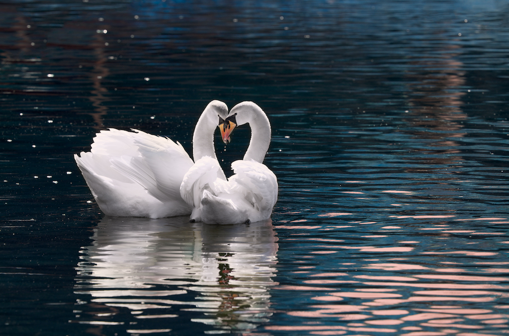 Courting swans at sunset in spring